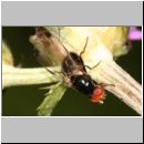 Seioptera vibrans - Schmuckfliege 01 6mm.jpg